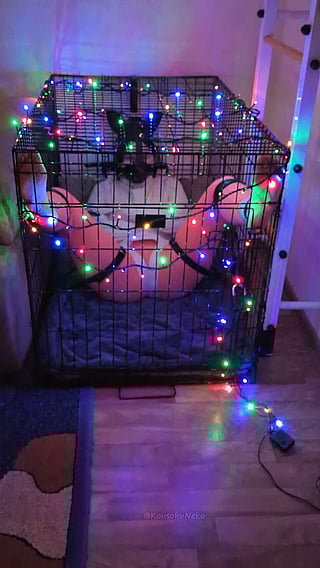 Caged BDSM: Bound Feet Begging for Tickling'